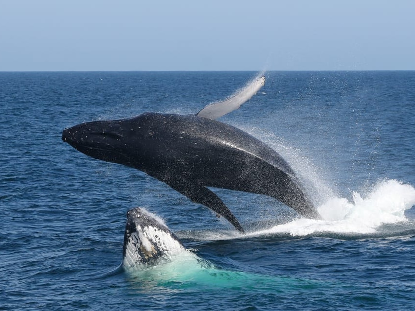 whales-port-stephens-CA